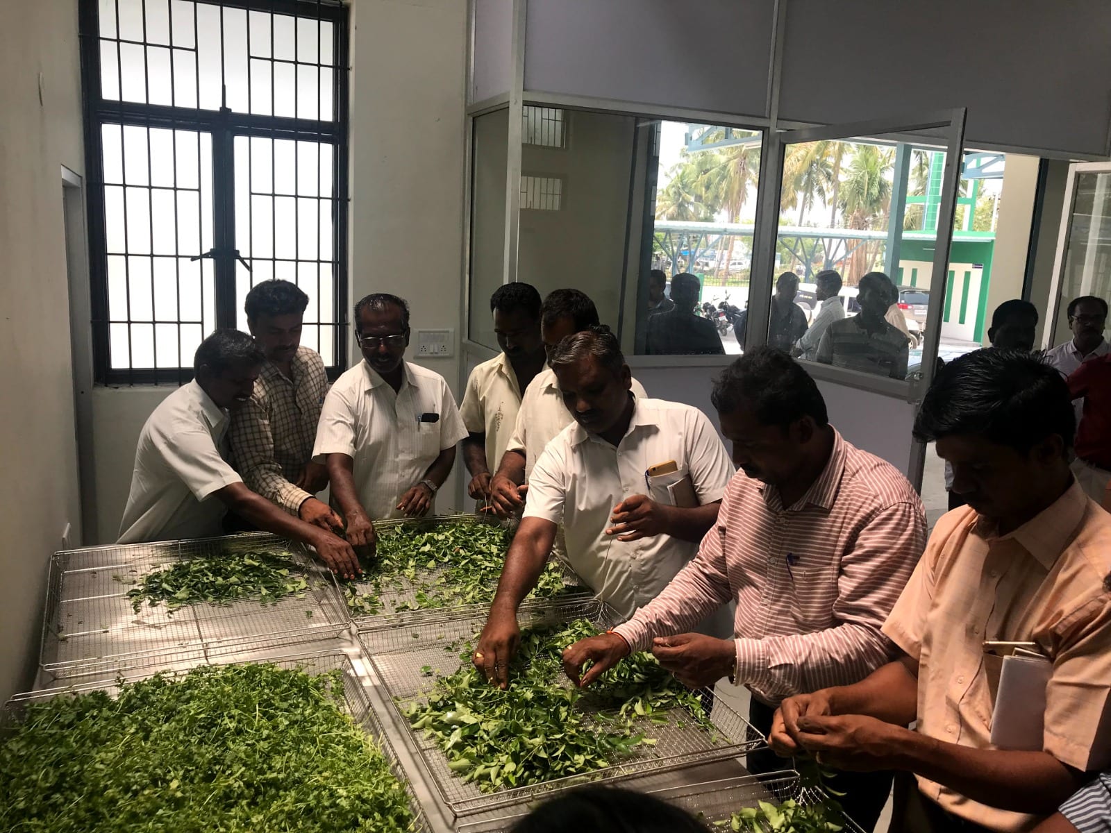 Officials and farmers sorting and grading leafy vegetables into steel trays on the handling tables of a primary processing centre