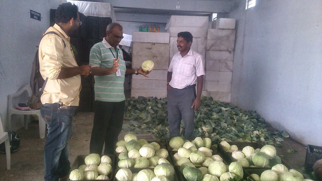 Farmreach staff inspecting graded cabbage crates in a vegetable primary processing area